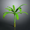 Banana Tree With Green Leaves Green And Yellow Trunk Against Gray And Black Gradient Background