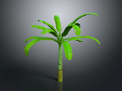 Banana Tree With Green Leaves Green And Yellow Trunk Against Gray And Black Gradient Background 3d model