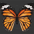 Monarch Butterfly With Orange And Black Wings And White Spots On Gray Background