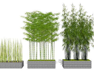 Lush Green Bamboo Varieties in Concrete Planters for Garden Landscaping 3d model