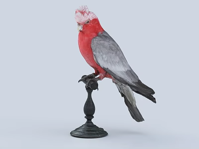 Vibrant Red And Grey Parrot Standing On Black Perch Isolated On Grey Background 3d model