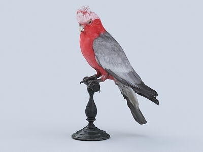 Parrot starling macaw budgie parrot bird rose parrot 3d model