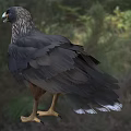 Black Raptor Bird With Yellow Beak Claws Standing On Natural Grassland Habitat