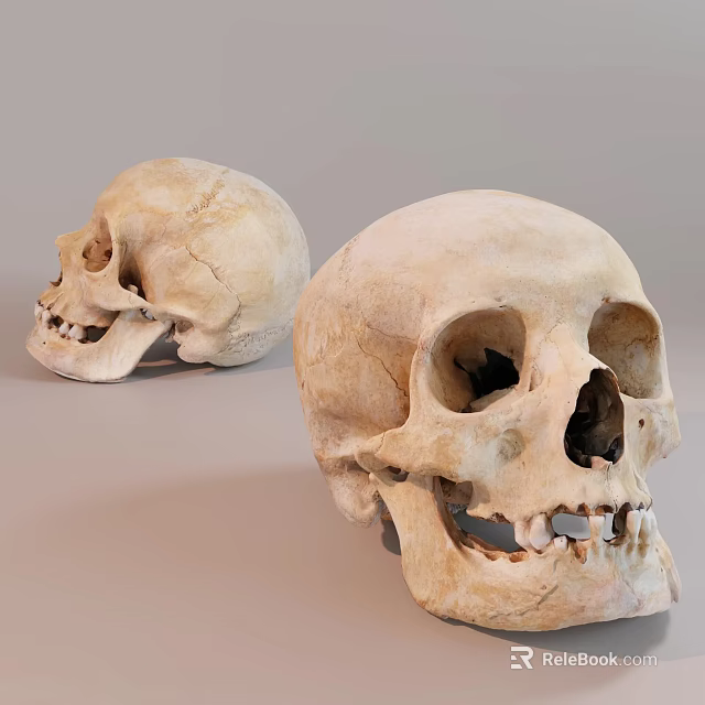 Man Studying Two Ancient Human Skull Specimens In Laboratory Environment 3d model 