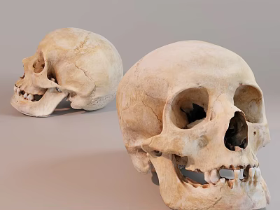 Man Studying Two Ancient Human Skull Specimens In Laboratory Environment 3d model