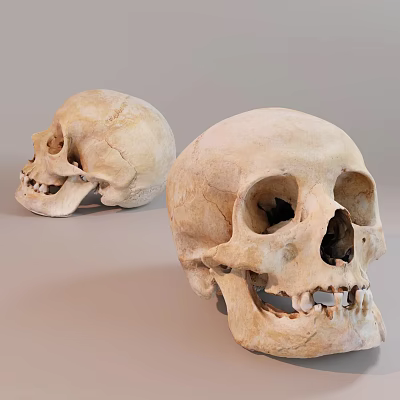 Man Studying Two Ancient Human Skull Specimens In Laboratory Environment 3d model
