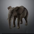 Elephant With Large Ears Long Trunk And Ivory Tusks Standing On Gray Background