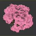 Ornamental Pink Tree with Lush Pink Leaves Brown Trunk on Square Decorative Base