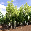 Aerial View Of Green Forest With Neatly Arranged Trees And Brown Ground