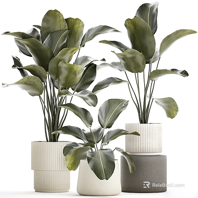 Leafy Green Plants With Large Leaves In Cylindrical Colored Planters On White Background 3d model 