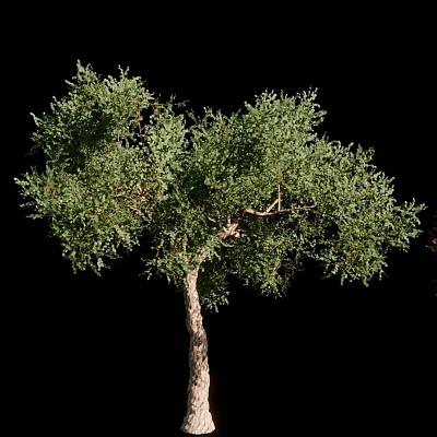 big tree tree 3d model big tree tree 3d model