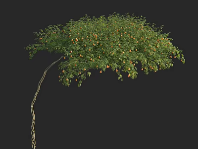 Lush Green Arbor With Curved Trunk And Orange Fruits Isolated On Black Background 3d model
