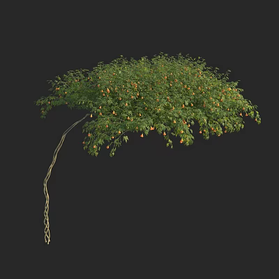 Lush Green Arbor With Curved Trunk And Orange Fruits Isolated On Black Background 3d model