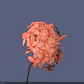 Vibrant Orange Flower Cluster With Delicate Petals Against Blue Sky Background