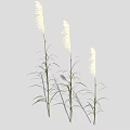 Three Tall Slender White Spike Plants With Green Leaves Against Light Gray Background
