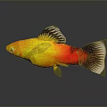 Yellow And Red Fish With Black Edged Fins Tail Against Gray Background And Reflection