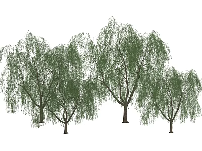 Willow Trees With Weeping Branches And Lush Green Foliage In Garden 3d model