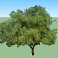 Two Green Arbor Trees With Lush Foliage And Strong Trunks In Natural View
