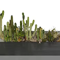 Cactus Bonsai Potted Plants Of Various Heights With Rocks And Dry Grass On Gray Platform
