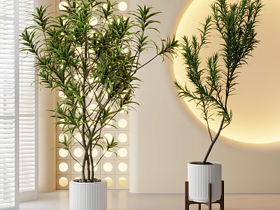 Indoor Potted Plants in White Pots One on Wooden Shelf with Round Light Modern Interior 3d model