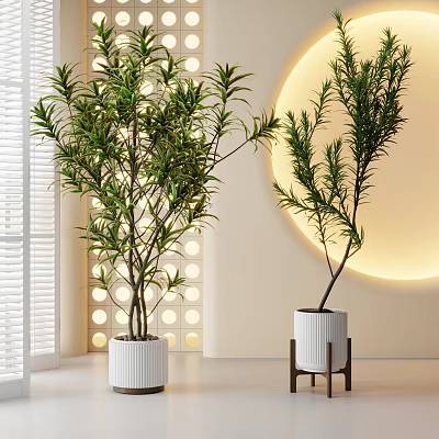 Indoor Potted Plants in White Pots One on Wooden Shelf with Round Light Modern Interior 3d model