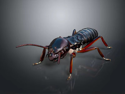 Detailed Realistic Cockroach With Dark Body And Red Legs On Gray Background 3d model