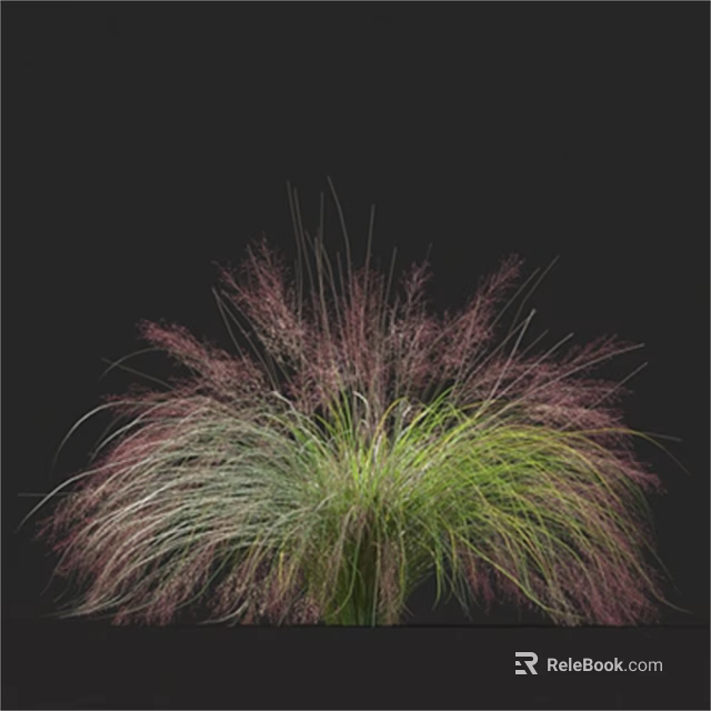 Ornamental Grass With Green And Purple Foliage In Graceful Appearance Against Black Background 3d model 