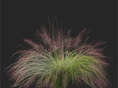 Ornamental Grass With Green And Purple Foliage In Graceful Appearance Against Black Background 3d model