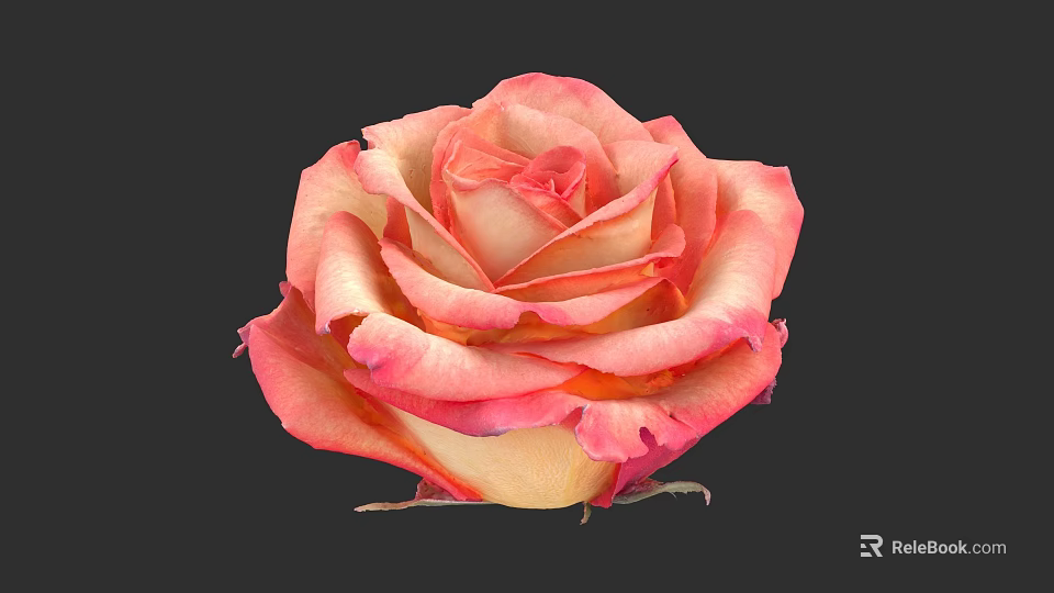 Pink and Yellow Rose with Layered Petals Close Up on Black Background 3d model 