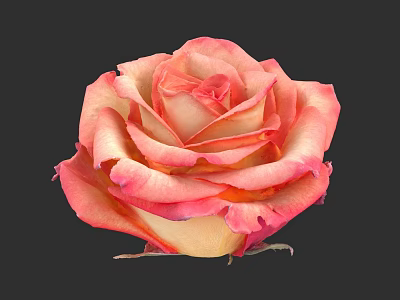 Pink and Yellow Rose with Layered Petals Close Up on Black Background 3d model