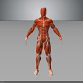 Detailed Human Muscles 3D Model Anatomical Structure Realistic Rendering View 3d model