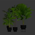 Various Types of Green Leafy Indoor Plants in Black Pots on Stands with Gray Background
