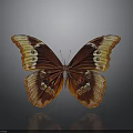 Vibrant Orange And Brown Butterfly With Circular Spots On Gray Background And Reflection