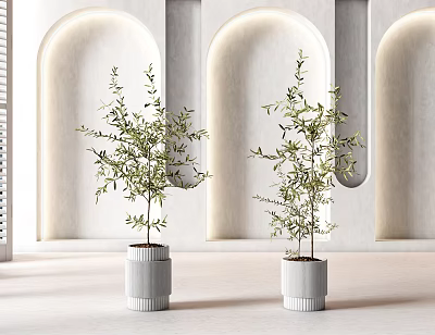 Two Bonsai Plants in Modern White Textured Pots with Archway Wall Background 3d model