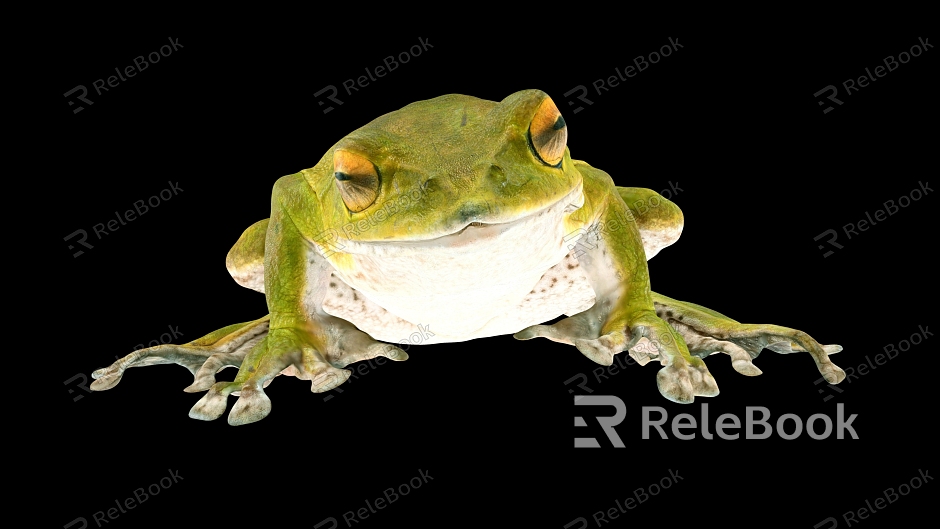 Frog Cartoon Frog Bullfrog Cartoon Animal Reptile model