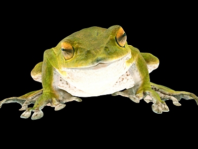 Frog Cartoon Frog Bullfrog Cartoon Animal Reptile model