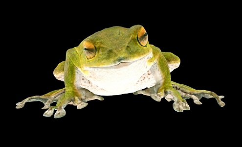 Frog Cartoon Frog Bullfrog Cartoon Animal Reptile 3d model