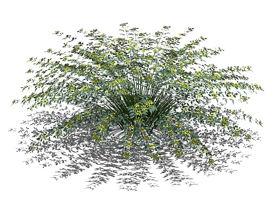 Lush Green Shrub With Small Yellow Flowers And Dense Foliage In Natural Light 3d model