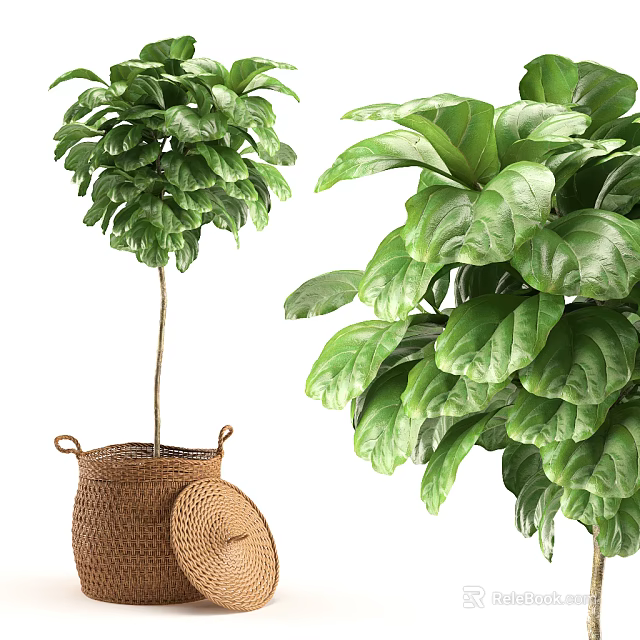 Potted Bonsai Plant With Green Lush Leaves In Wicker Basket For Indoor Home Decor 3d model 
