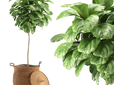 Potted Bonsai Plant With Green Lush Leaves In Wicker Basket For Indoor Home Decor 3d model