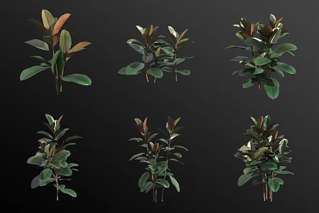 Indian banyan rubber tree green planting 3d model