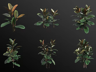 Indian banyan rubber tree green planting 3d model