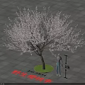Wild Cherry Plum Flowering Tree 4.5 Meters Tall 3 Meters Canopy with White Blossoms