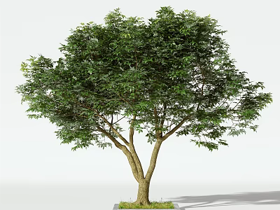 Lush Arbor With Twin Trunks And Vibrant Green Foliage On Grass Base 3d model