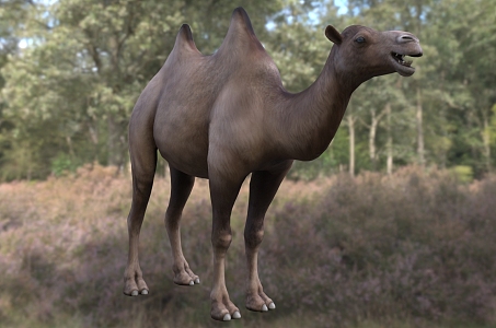 Modern Wild Bactrian Camel Animal Creatures 3d model