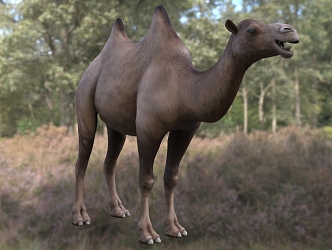 Modern Wild Bactrian Camel Animal Creatures 3d model