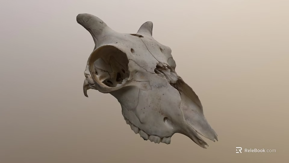 Natural Animal Skull With Horns Teeth And Detailed Bone Structure Displayed 3d model 