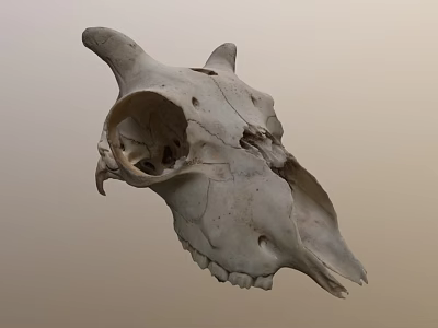 Natural Animal Skull With Horns Teeth And Detailed Bone Structure Displayed 3d model