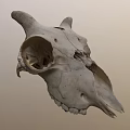 Natural Animal Skull With Horns Teeth And Detailed Bone Structure Displayed