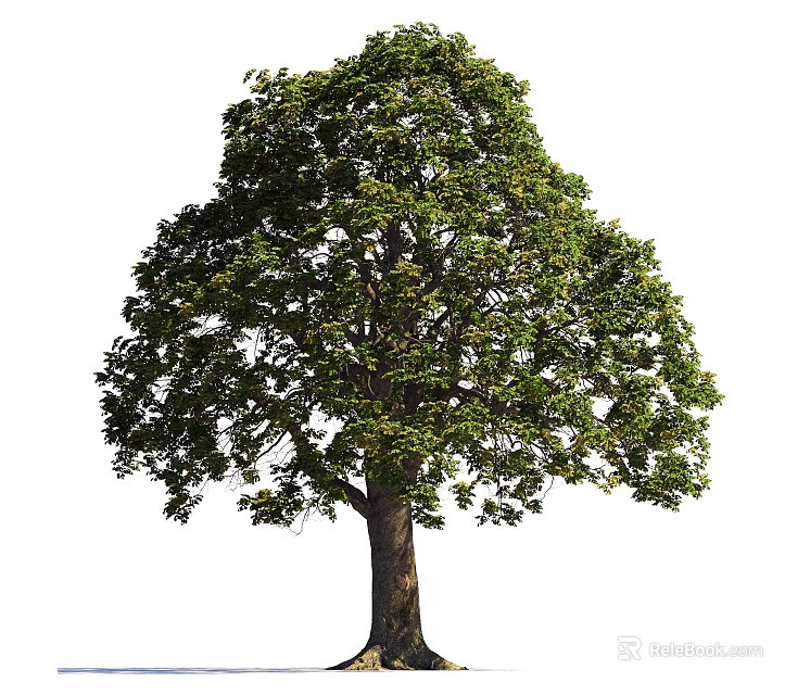 Tall Arbor with Lush Green Foliage and Sturdy Trunk in Natural Landscape 3d model 